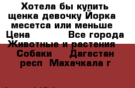 Хотела бы купить щенка девочку Йорка 2 месетса или меньше › Цена ­ 5 000 - Все города Животные и растения » Собаки   . Дагестан респ.,Махачкала г.